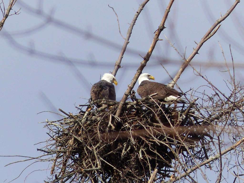 milford-bald-eagle