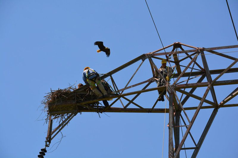 bald-eagle-tower