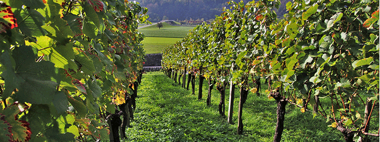 Local Vineyards throughout the Delaware River Towns - Delaware River Towns Local