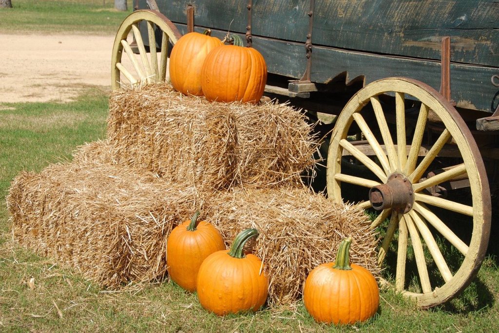 Get the Full-On Fall Experience at These Pumpkin Patches