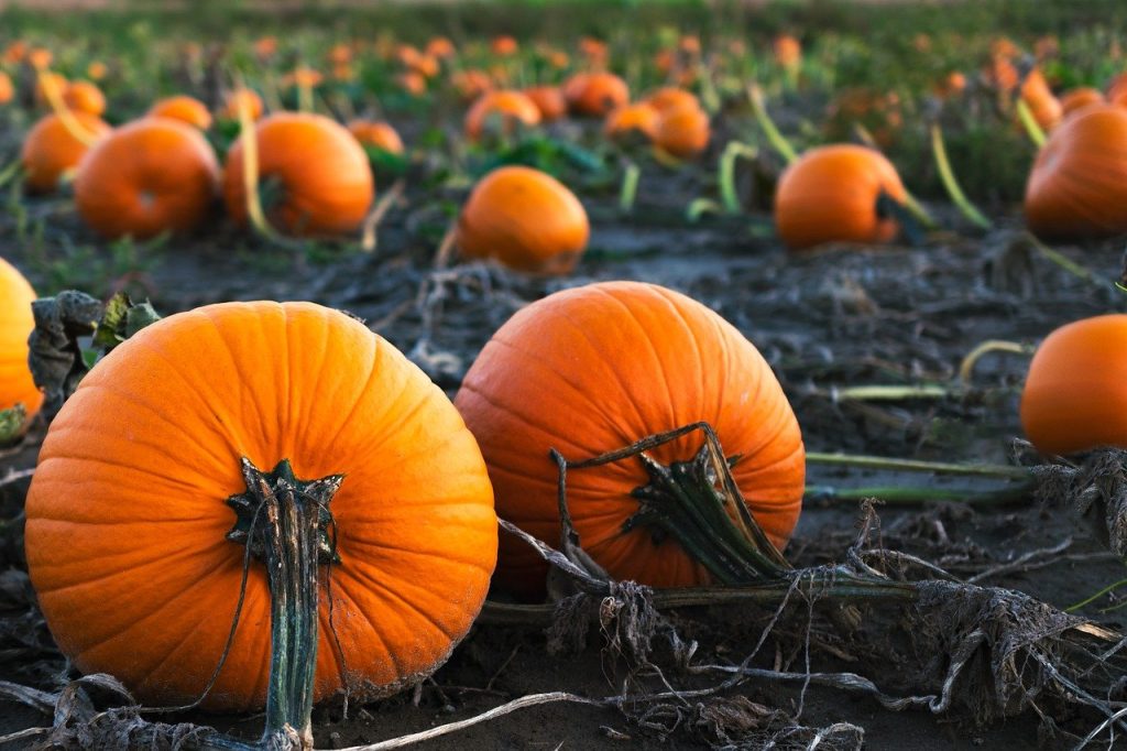 Get the Full-On Fall Experience at These Pumpkin Patches