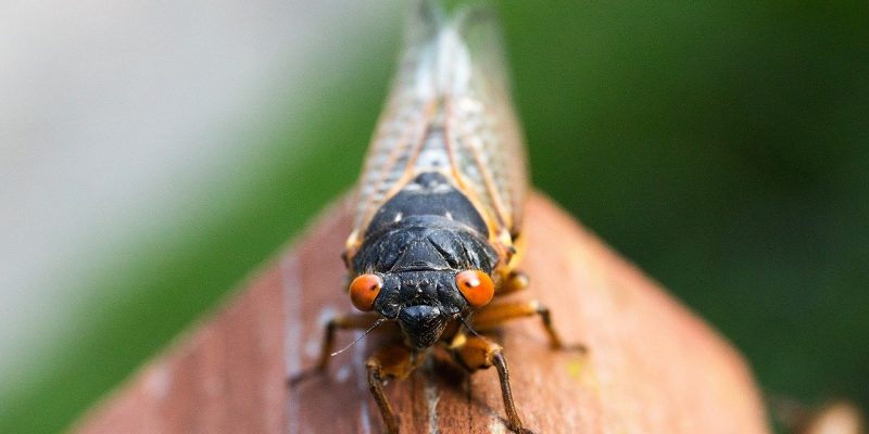 The Brood X Cicadas are Finally Here. [What?] We said: THE BROAD X CICADAS ARE FINALLY HERE