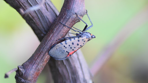 Spotted Lanternflies are EVERYWHERE